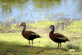 two black-bellied whistling ducks