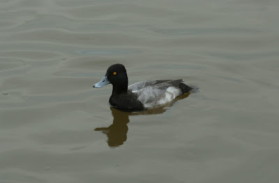 Christmas Day Duck