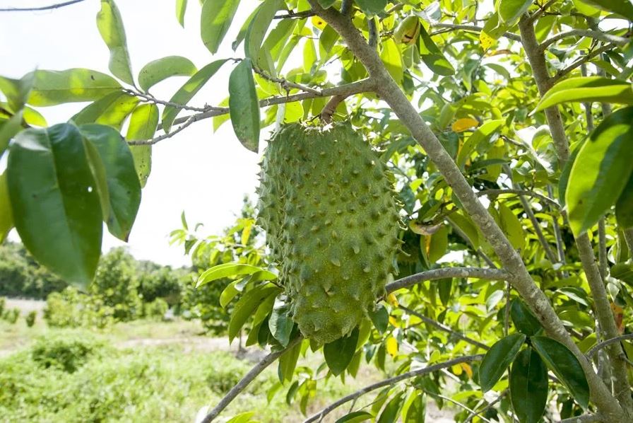 Jus Durian Belanda  Asli Banyak Khasiat Kena Minum Setaip 