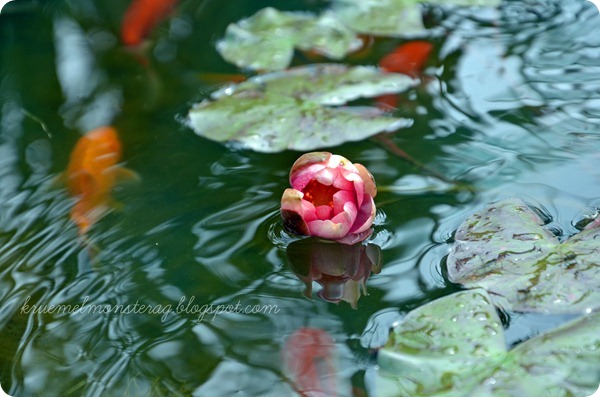 Seerose Tag 1