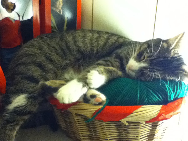 Sleeping in a basket