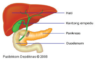 Kumpulan Organ Pencernaan Manusia Lengkap