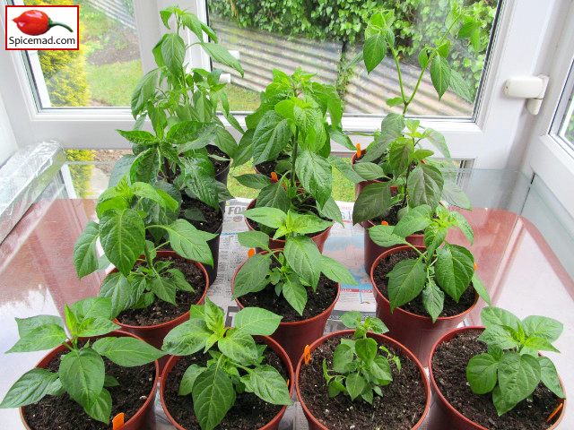 New Chilli Varieties - 1st May 2020