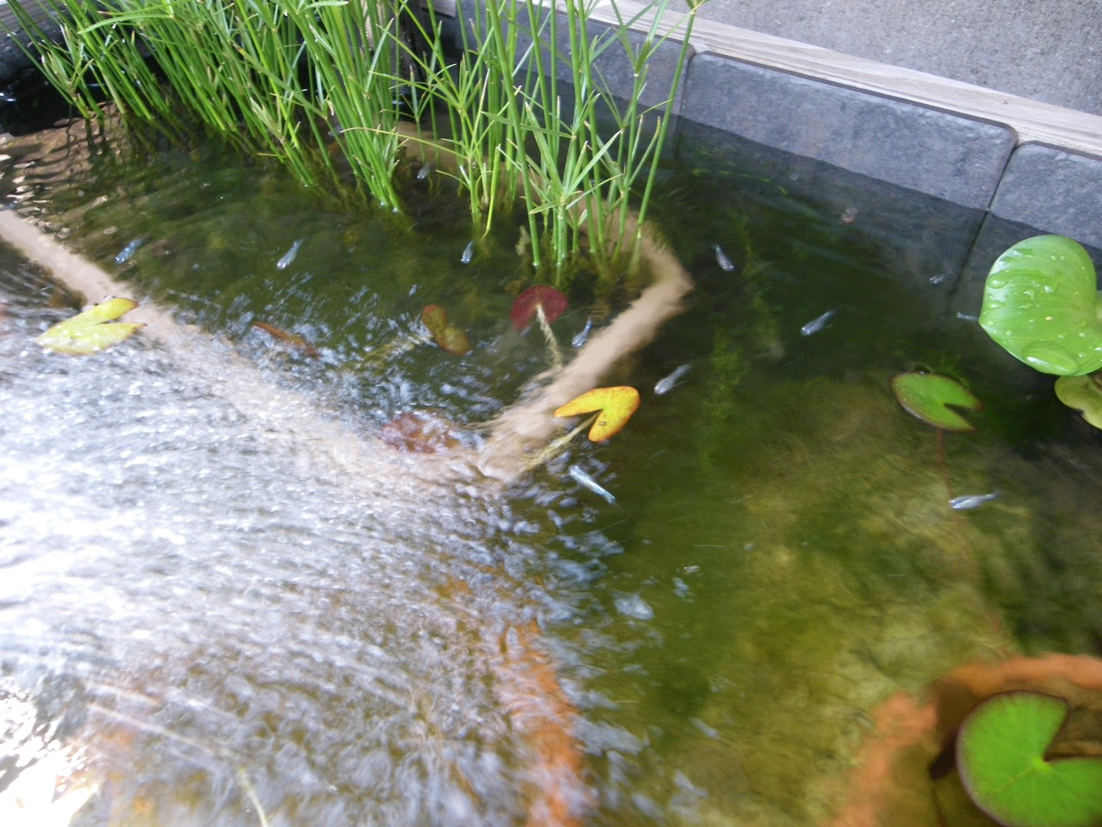 水換えをしないメダカのビオトープには足し水をしましょう メダカの大工