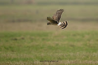 Wildlifefotografie Naturfotografie Kornweihe Olaf Kerber