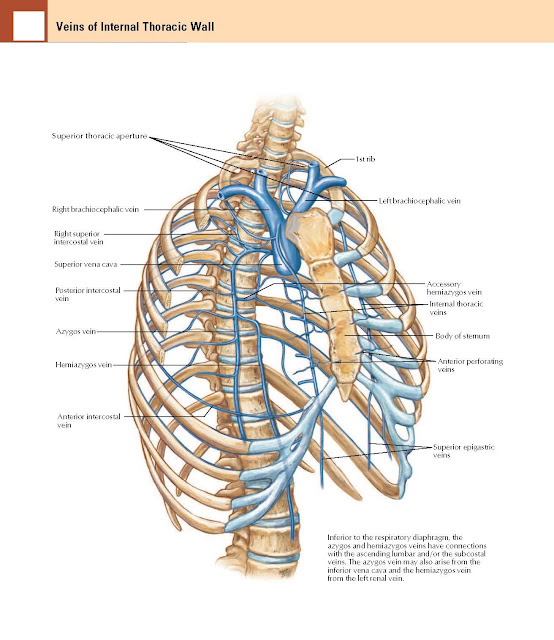 Veins of Internal Thoracic Wall Anatomy  Right brachiocephalic vein, Superior thoracic aperture 1st rib, Left brachiocephalic vein, Accessory hemiazygos vein, Internal thoracic veins, Body of sternum Anterior perforating veins, Superior epigastric veins, Inferior to the respiratory diaphragm, the azygos and hemiazygos veins have connections with the ascending lumbar and/or the subcostal veins. The azygos vein may also arise from the inferior vena cava and the hemiazygos vein from the left renal vein. Right superior intercostal vein, Superior vena cava, Posterior intercostal vein, Azygos vein, Hemiazygos vein, Anterior intercostal vein.