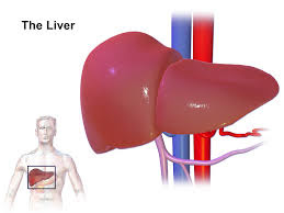 Liver