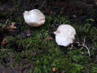 Lycoperdon subincarnatum - Vesse-de-loup incarnate