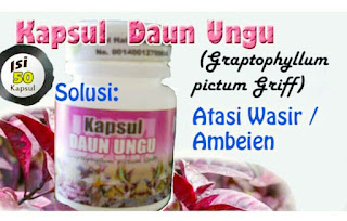 daun ungu obat herbal wasir
