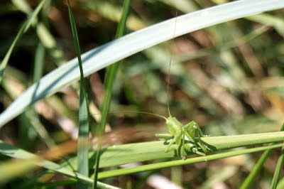 Kleine Groene Sabelsprinkhaan - - Tettigonia cantans