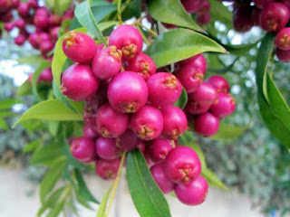 brush cherry fruit images