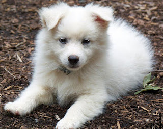 A white very cute puppy is sitting on dry leaves