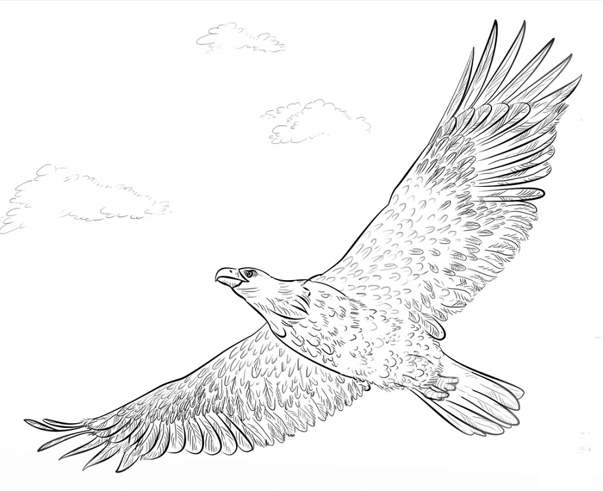 Sketsa Gambar Burung Elang Terbaru  gambarcoloring