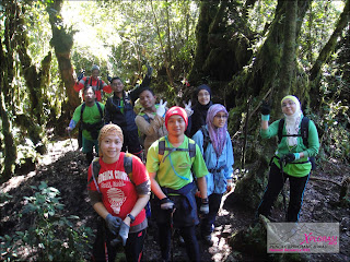 Mossy Forest - Gunung Irau