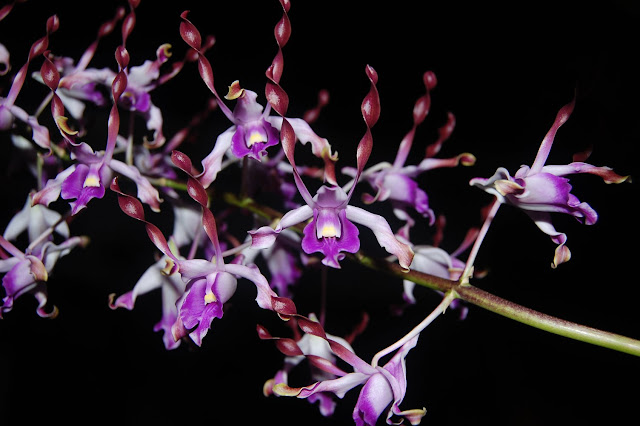 Kết quả hình ảnh cho Dendrobium lasianthera J.J.Sm. 1932