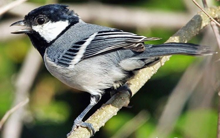 Beternak Burung Gelatik  Jawa  Kenariku