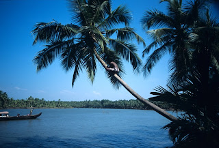 pokok kelapa