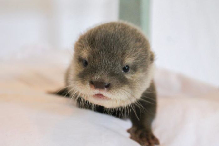 Animal Preserve Allows People To Swim With Adorable Tiny Otters