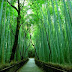 Menari dan Bersiul, Nikmati Pesona Alam Hutan Bambu Di Jepang