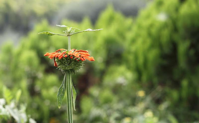 Lions Ear Flowers Pictures