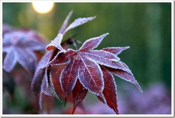 IMG_2099