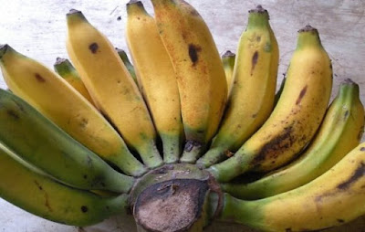Gambar pisang raja uli