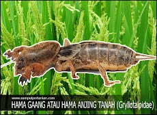 Hama Gaang atau Anjing tanah atau Orong-orong (Gryllotalpa brachyptera)