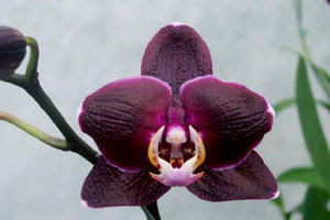 orquideas moradas significado