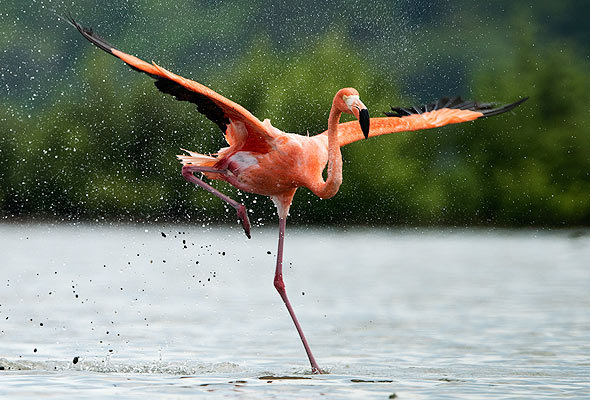 Os flamingos são aves pernaltas, que medem entre 90 e 150 cm de altura e possuem bico encurvado. A sua plumagem pode ser bastante colorida em tons de rosa, indo tom suave ao bem avermelhado. São animais que se alimentam de algas e pequenos crustáceos. 