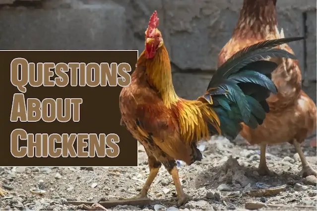 Questions About Chickens