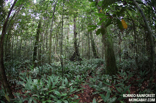 facts about The Amazon rain-forest 