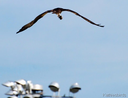 7. osprey-kab