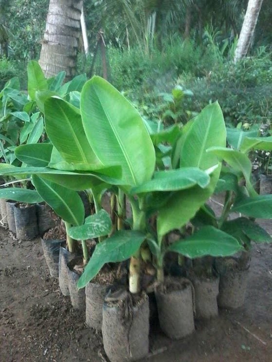 bibit pohon pisang rojo bulu siap melayani partai Palembang