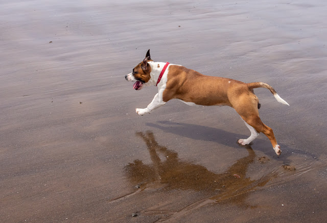 Photo of Ruby running on the wet sand at Maryport beach this morning (Friday)