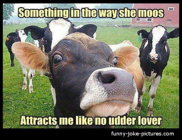 Funny Farm Cow Song Picture