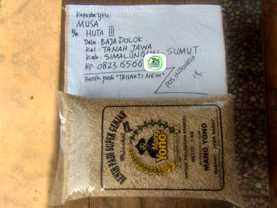 Benih padi yang dibeli   MUSA Simalungun, Sumut.  Sebelum packing karung).