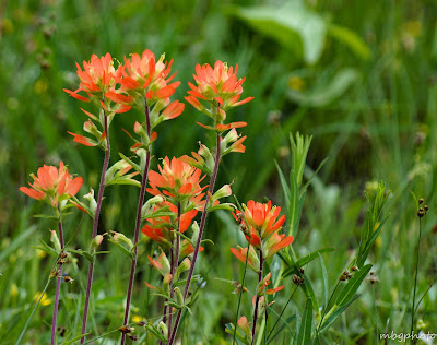 Indian Paintbrush photo by mbgphoto