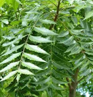 neem the bast plant to cure diseases