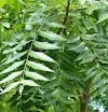 Why neem is used for various problems ?