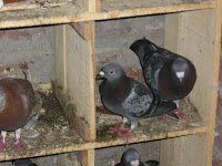pakistani racer pigeons
