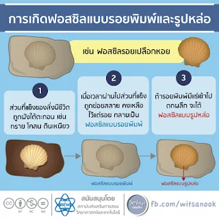 เรื่องน่ารู้ของฟอสซิล [วิทย์สนุกรอบตัว]