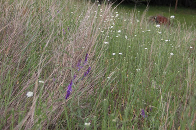 boneset? (white flowers)