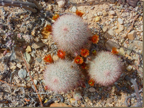 mule ears_015