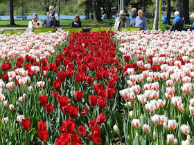 Festival de Tulipas em Ottawa (Canadá)!