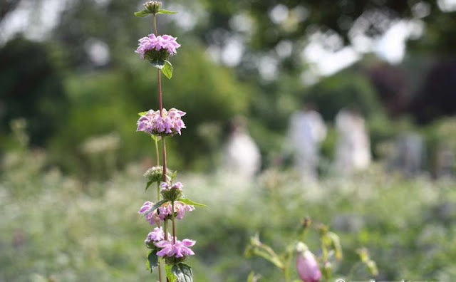 Jerusalem Sage Flowers