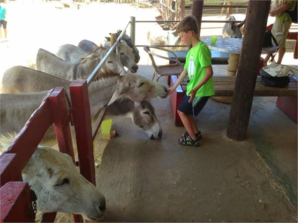 Visit A Donkey Sanctuary in aruba