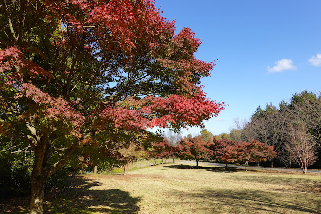 鳥取県西伯郡南部町鶴田 とっとり花回廊 桜の広場