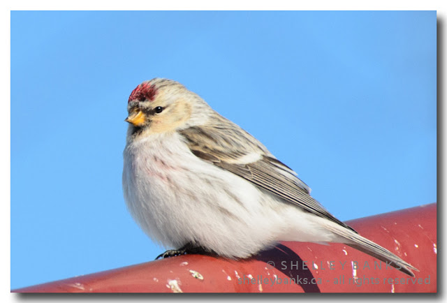 Very pale Redpoll - perhaps Hoary, from its absence of streaking on chest and underside. Almost imperceptible chest markings.  photo  © Shelley Banks; all rights reserved. 