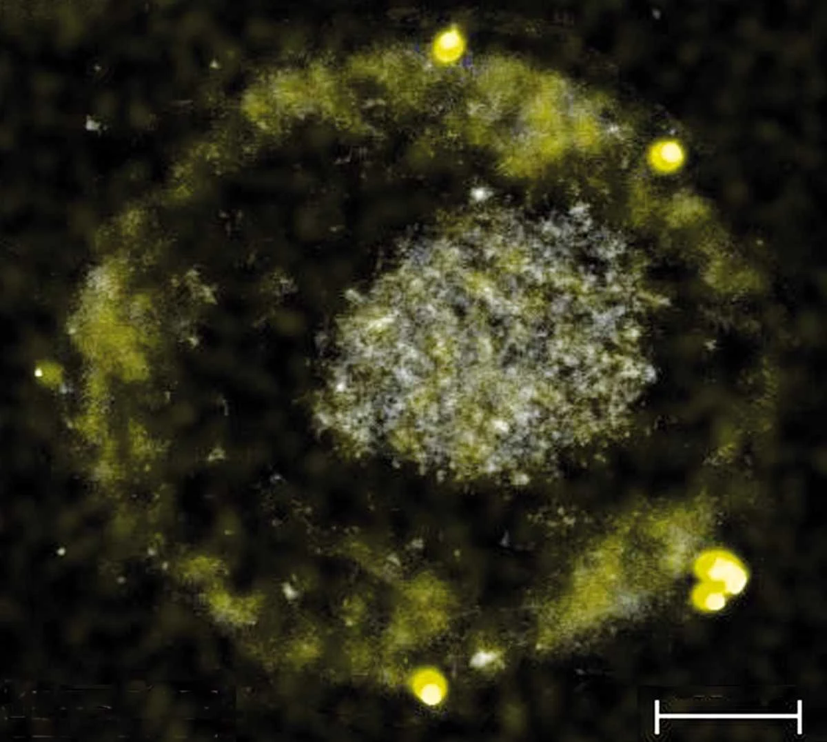 Biologists explained how bacteria get pure gold from ore-2