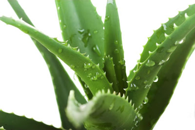 Benefits of Aloe Vera